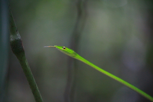 Long-nosed Whipsnake