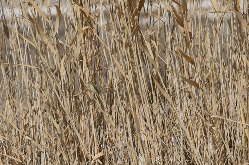 Common Chiffchaff