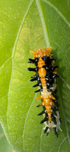 Common Mime Swallowtail