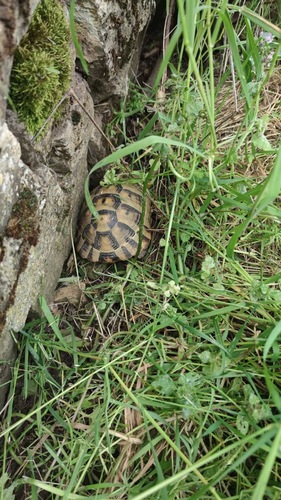 Greek Tortoise