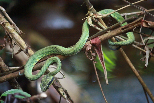 Sri Lankan Green Pit Viper