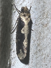 Scardiinae