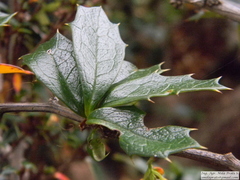 Berberis ilicifolia