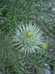 Ptilostemon echinocephalus