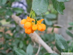 Berberis ilicifolia
