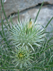 Ptilostemon echinocephalus