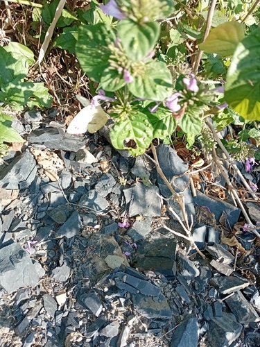 African Small White