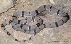 Lampropeltis alterna