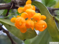 Berberis ilicifolia