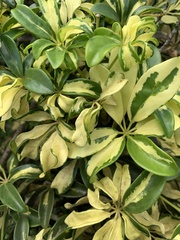 Heptapleurum arboricola