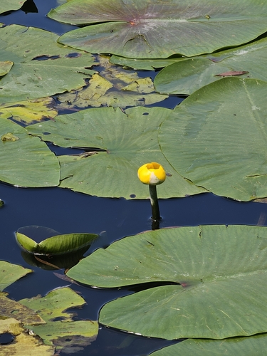 yellow water-lily