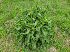 Rumex crispus