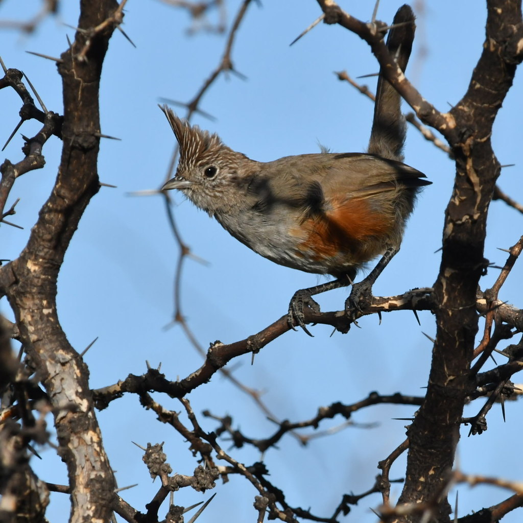 Crested Gallito