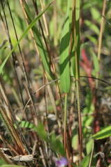Cleistogenes krjukovae
