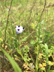 Nemophila maculata