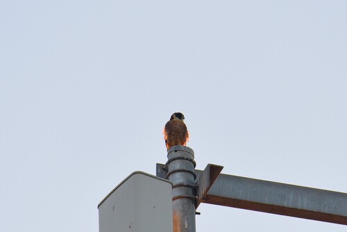 Australian Hobby
