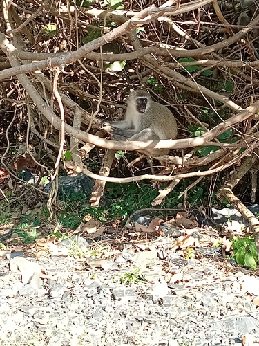 Southern Vervet Monkey