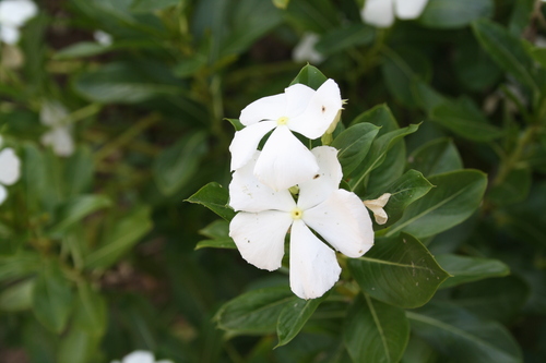 Madagascar Periwinkle
