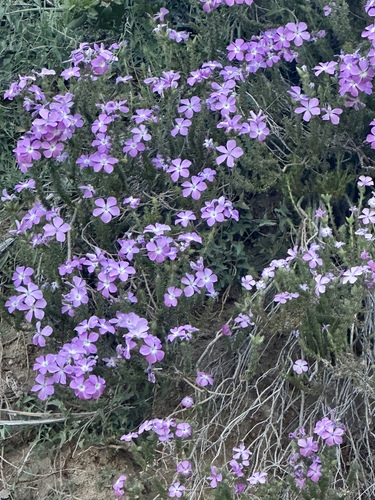 Linanthus californicus, photograph 5