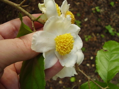 Oncoba spinosa