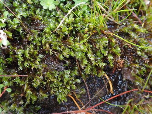 Fissidens rigidulus observed 2026-05-05