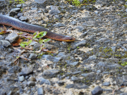 Kalimantan Burrowing Snake