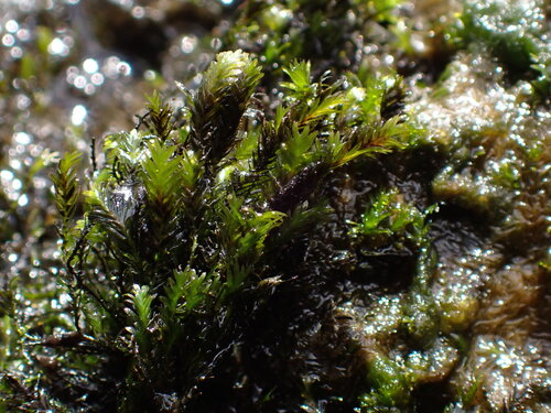 Fissidens rigidulus observed 2026-05-06