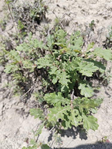 downy oak