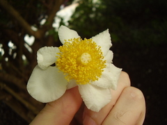 Oncoba spinosa