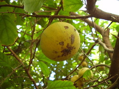 Oncoba spinosa