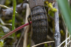 Ocypus aeneocephalus