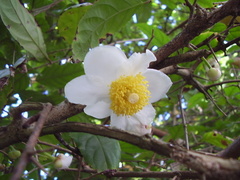 Oncoba spinosa