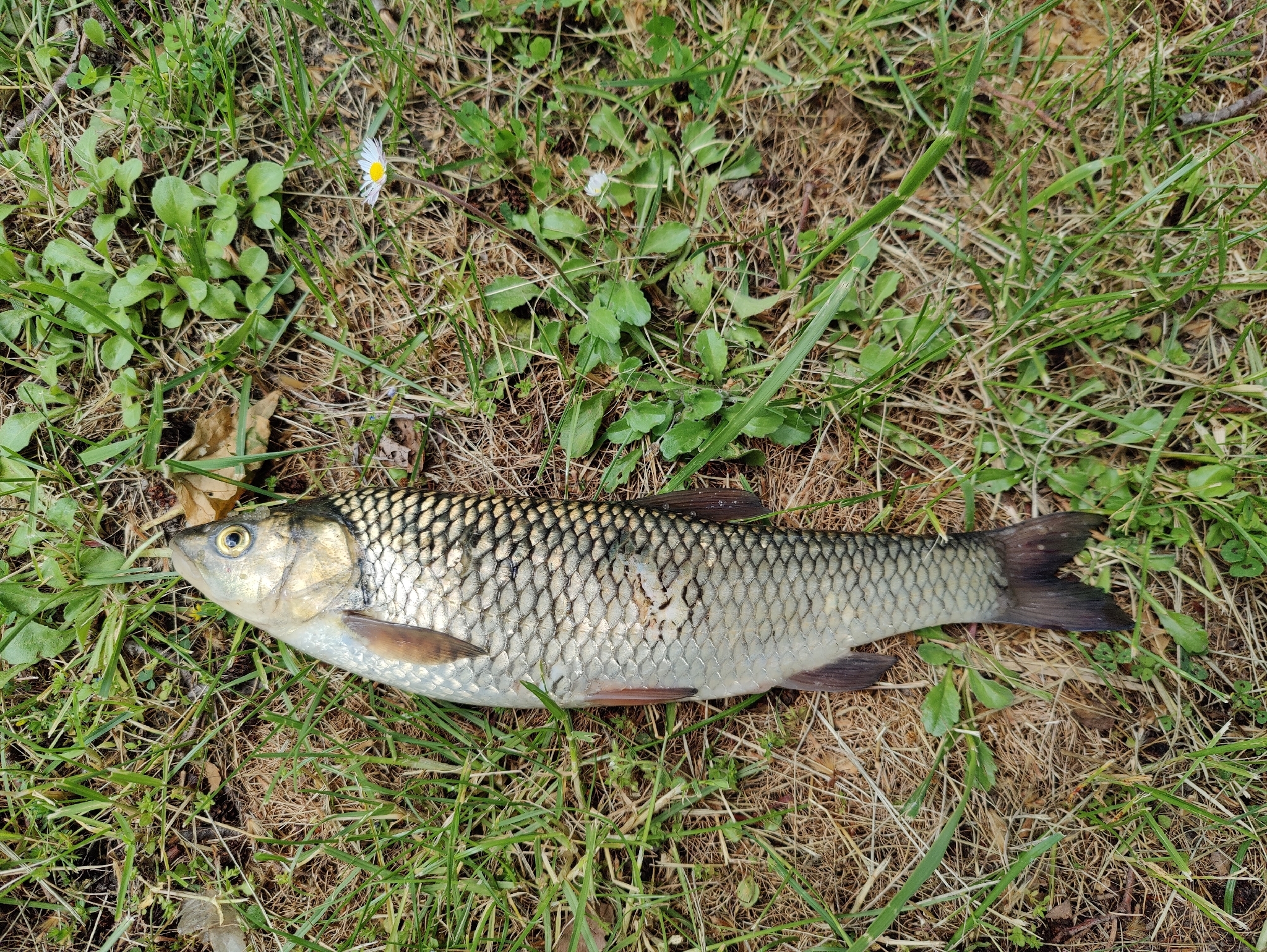 Skadar Chub photo 2