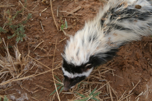 Saharan Striped Polecat
