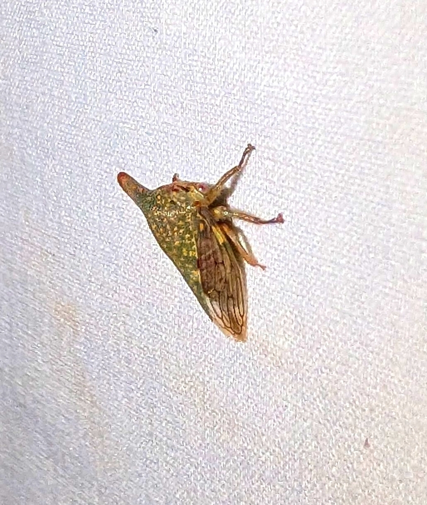 Platycotis acutangula