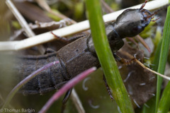 Ocypus aeneocephalus