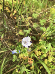 Nemophila maculata