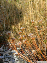 Armeria curvifolia