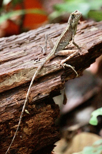 Sri Lanka Kangaroo Lizard