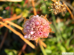 Armeria curvifolia