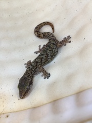 Afrogecko porphyreus