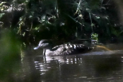 iNaturalist image
