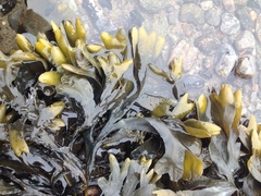 Fucus distichus evanescens
