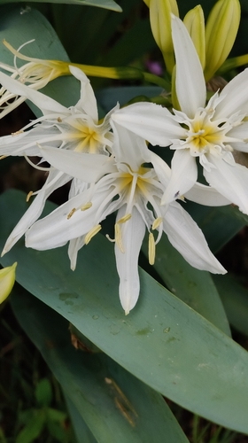 Pancratium illyricum, photograph 2