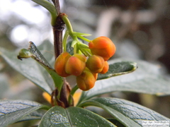 Berberis ilicifolia