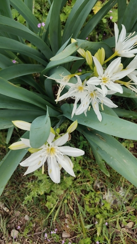 Pancratium illyricum, photograph 3