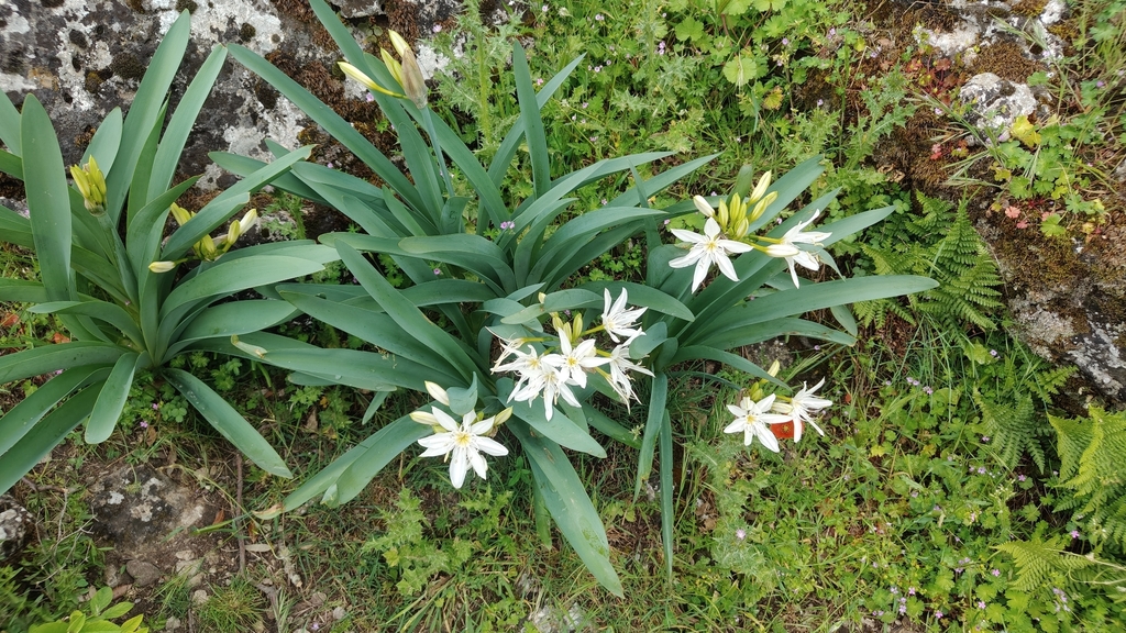 Pancratium illyricum; photograph (c) Isabella Paleari, some rights reserved (CC BY)