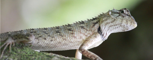Oriental Garden Lizard