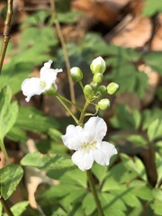 Cardamine trifolia