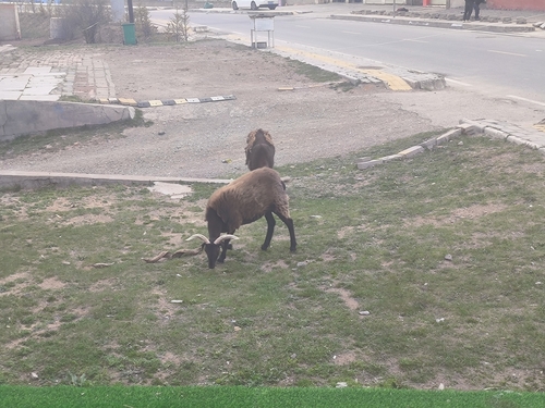 Domestic Sheep